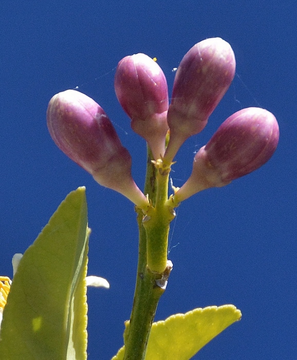 spring blooms 
